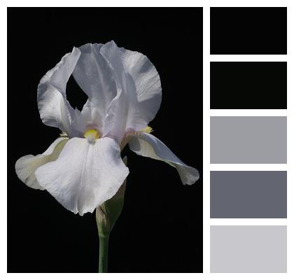 Sword Lily High Bearded Iris Iris Image